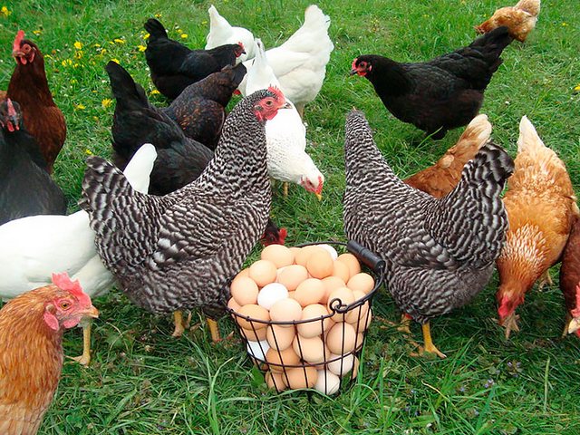 Содержание кур и уход за ними | ЗооТом - продажа, вязка и услуги для животных в Очере