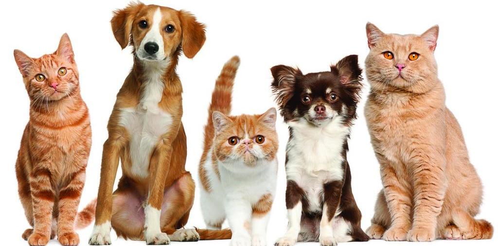 Доска объявлений о животных | ЗооТом - продажа, вязка и услуги для животных в Очере