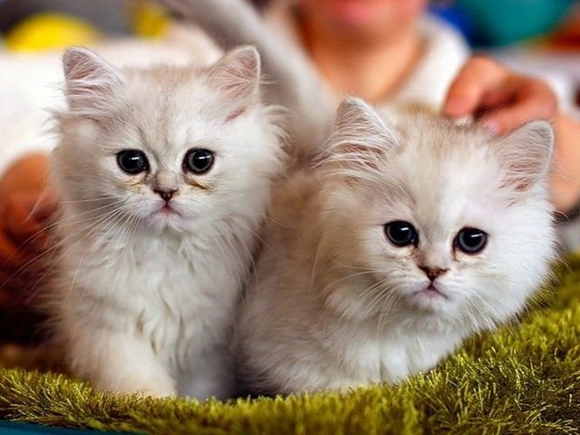 Породы кошек в Очере | ЗооТом портал о животных
