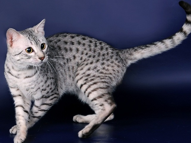Породы кошек в Очере | ЗооТом портал о животных