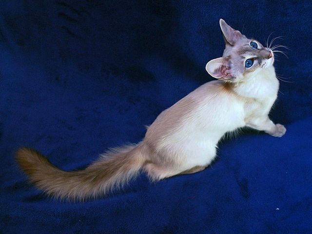 Выведенные породы кошек в Очере | ЗооТом портал о животных