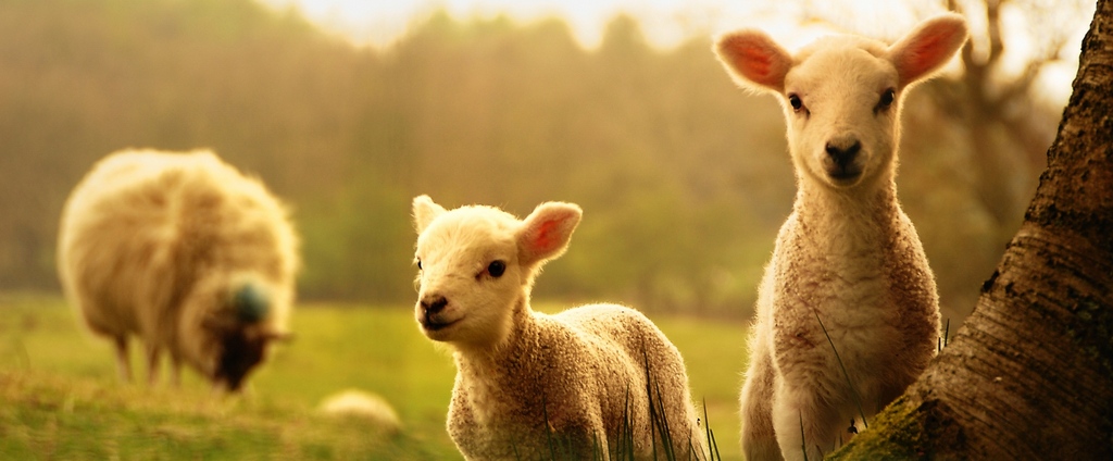 Объявления о сельскохозяйственных животных | ЗооТом - продажа, вязка и услуги для животных в Очере